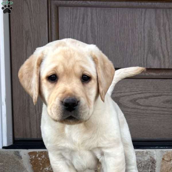 Pepper, Yellow Labrador Retriever Puppy